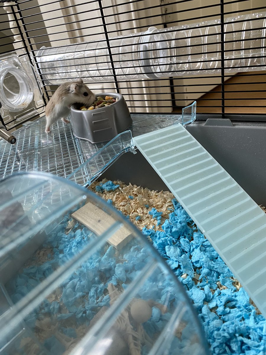 CaitlinRoland1's tweet photo. If I’m getting quarantined least it’s going to be with this little guy https://t.co/HJ49I7zf4u