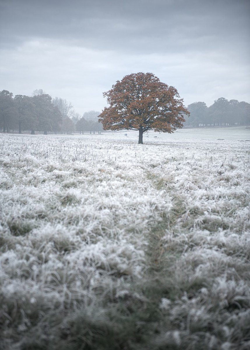 LEEFilters's tweet photo. Dense #fog and #freezing temperatures had resulted in a #beautiful hoar #frost
@CattellMT – #Frozen #Oak
📷 Nikon #D850
⭕ 240-70mm f2.8, 66mm
⚙️ f2.8, ISO 64, 1/125
⬛ #LEEFilters 0.6 #2Stops Neutral Density Medium Grad
⚫ #Polariser
🖥️ @Lightroom
🔗 https://t.co/8ORbPwa5bG https://t.co/x9bWrW82bq