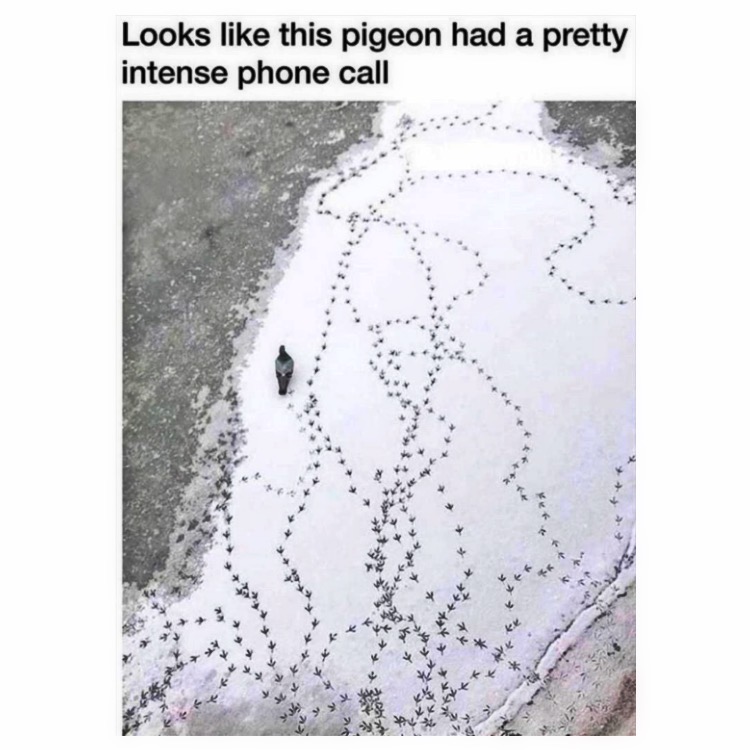 fatkid_cool's tweet photo. 📱 #Meme #Memes #Memez #MemesDaily #DailyMemes #FunnyMemes #Funny #FunnyShit #Humor #MemeSquad #TwitterMemes #FollowMeme 😏 https://t.co/8beCUtJop6