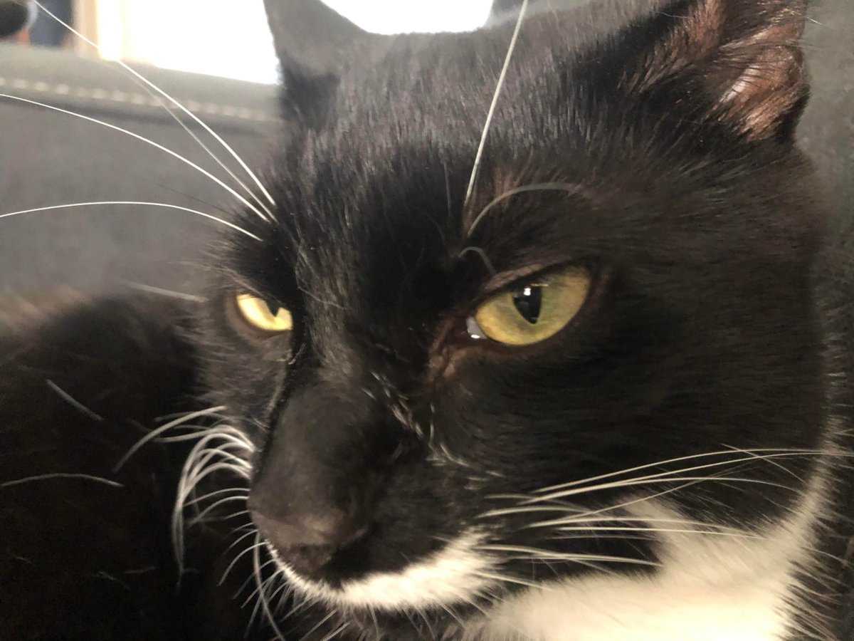 MeowMoeDotCom's tweet photo. He #Angey
#Cats #Cat #Kittens #Kitten #Kitty #Pets #Pet #Meow #Moe #CuteCats #CuteCat #CuteKittens #CuteKitten #MeowMoe
https://t.co/RSEA50an7A
. https://t.co/hjyn50fW3a