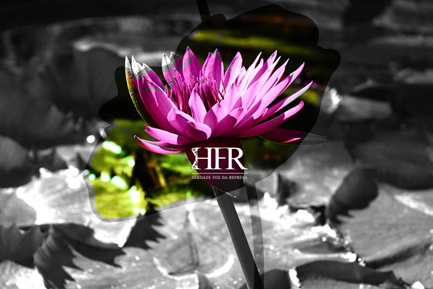 HFR - Wine Experiences & Memorable Events tweet media
