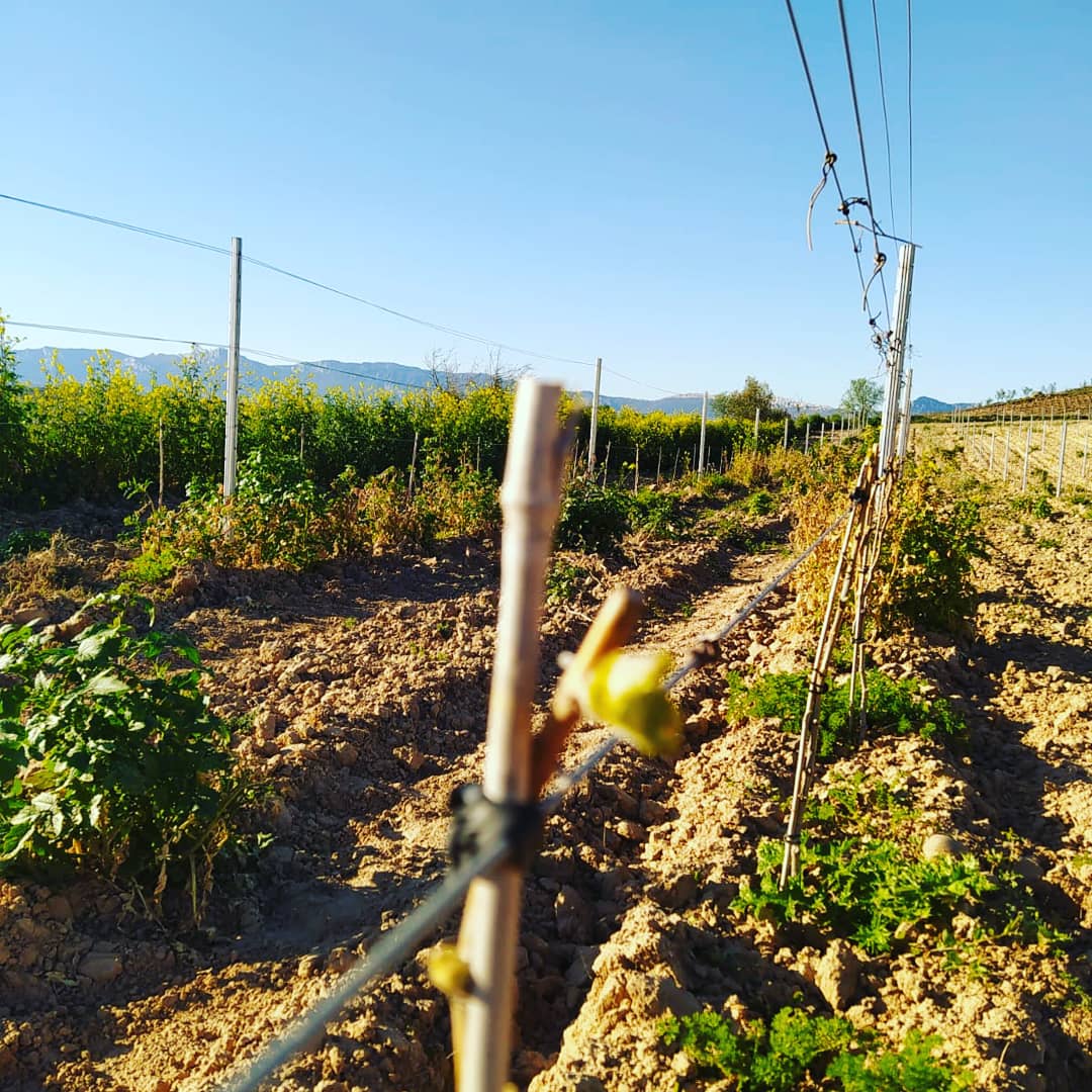 En estos días de quedarse en casa, quienes tenemos que cuidar de la viña, porque es nuestra casa, tenemos la suerte de ver cómo el campo despierta a la primavera. Una imagen de esperanza, para estos días de sumar esfuerzos para que todo pase pronto.
#MeQuedoenCasa #FrenalaCurva