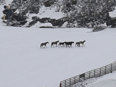Yo #mequedoencasa pero gusta ver por la ventana que en #SierraNevada los #caballos siguen su vida por las pistas de la estación y buscan abrigo y comida ante el mal tiempo. #Entretodospodremos