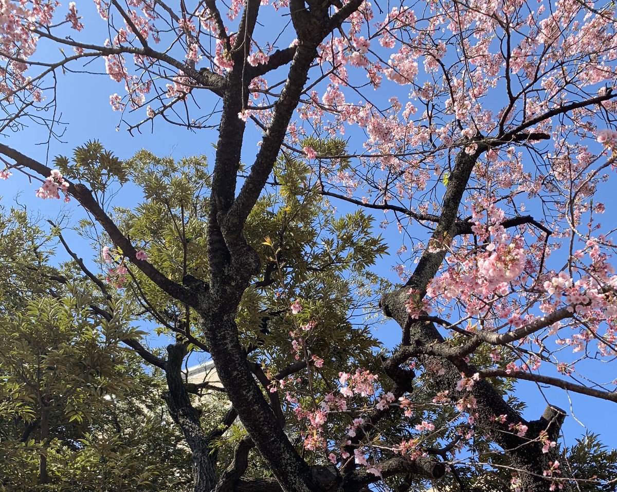 maturikapowan's tweet photo. 晴れた日の早稲田にて
FOR:
#wjssc2020 #jwssc2020
#WorldSynchro #WSSC2020
#synchronizedskating
#SendingABouquetofLove
#RespectSkatersEfforts
#COVID19CannotStopOurLove https://t.co/BUF1SBvvmD