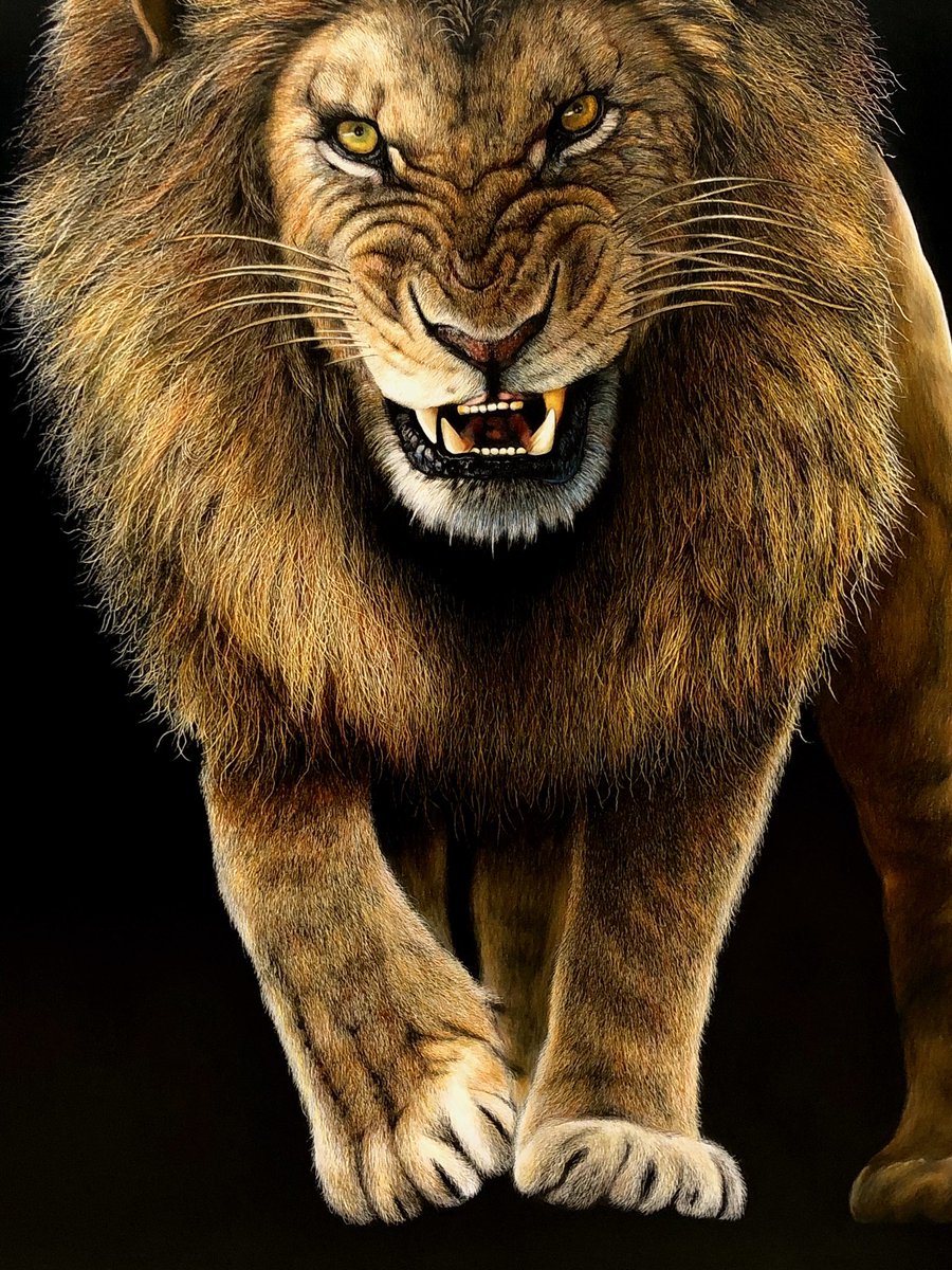 松田辰也 V Twitter 凄 阿 ライオン 百獣の王a1サイズ 色鉛筆画の完成です 大きく色の濃い 鬣 は個体のテストステロンに比例し 野生化で己の強さを顕すためのもの ライオン 阿 とトラ 吽 2作品で阿吽としてようやく完成です 松田辰也 V Twitter 凄 阿 ライオン 百獣の王a1サイズ 色鉛筆画の完成です 大きく色の濃い 鬣 は個体のテストステロンに比例し 野生化で己の強さを顕すためのもの ライオン 阿 とトラ 吽 2作品で阿吽としてようやく完成です