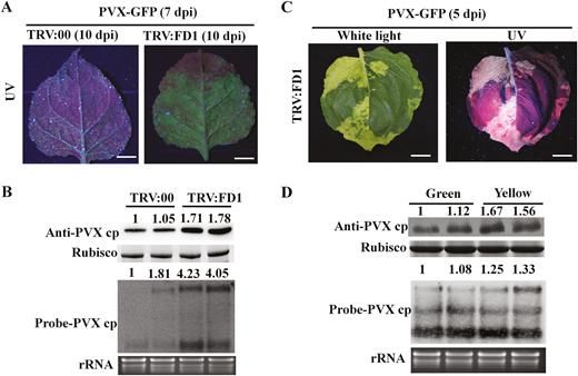 JXBot's tweet photo. Interference with #ferrodoxin 1 function results in low accumulation of #callose at #plasmodesmata & abnormal plant hormone-mediated antiviral processes, facilitating #Potato Virus X infection https://t.co/1sN9dvhE66 #openaccess https://t.co/hcJzv511sH