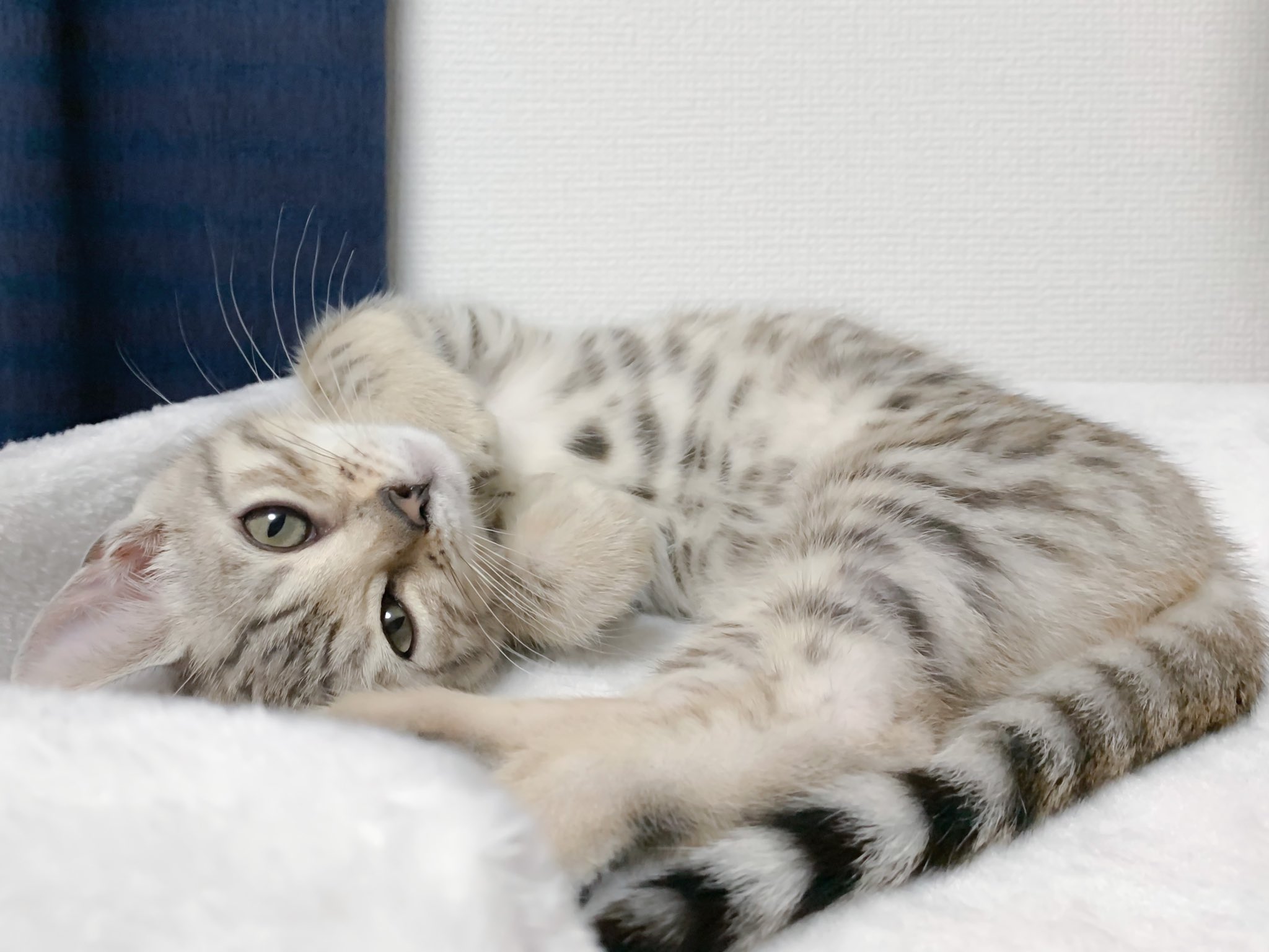 ベンガル猫のレム フォロワーさん400人突破 1本目の動画は400回再生突破 最新動画は1日で100回再生達成 総視聴回数も1000回を超えました ありがとうございます 写真は自分がかわいいことを自覚しているあざといレムちゃんです 猫のいる生活