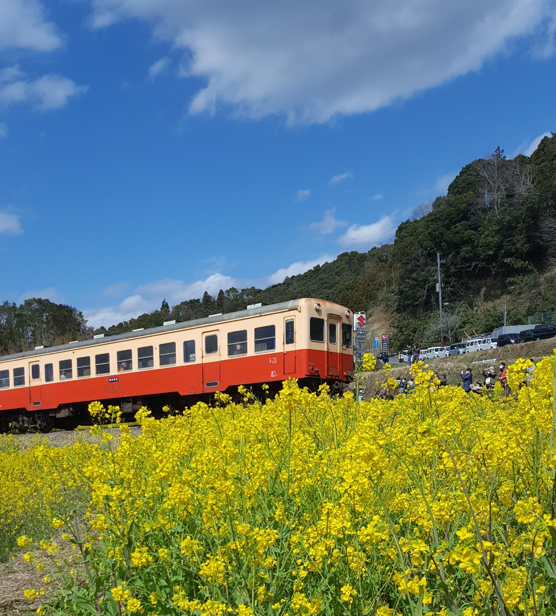 ケニーフジオカ 自然の旅 千葉県市原市にある 石神菜の花畑 観光トロッコ ローカル線の小湊鉄道が通ります 近くに駐車場あります クオードの森付近の月崎駅からも撮影できます 屋外なので コロナのリスクも低いのでオススメ 菜の花 小湊鉄道