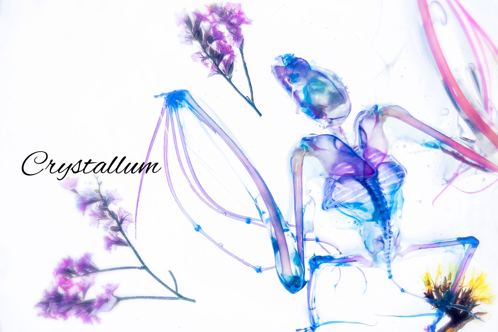 ゆとり。/Crystallum@次はDF61 on X: ゆとり。/Crystallum@次はDF61 on X: