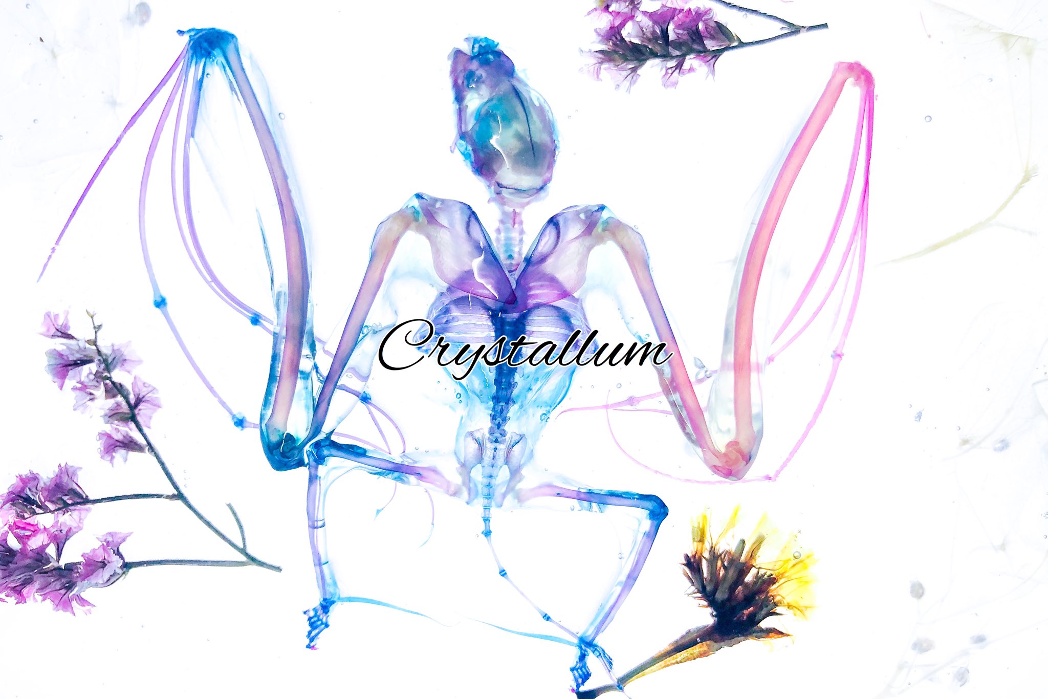 ゆとり。/Crystallum@次はDF61 on X: ゆとり。/Crystallum@次はDF61 on X: