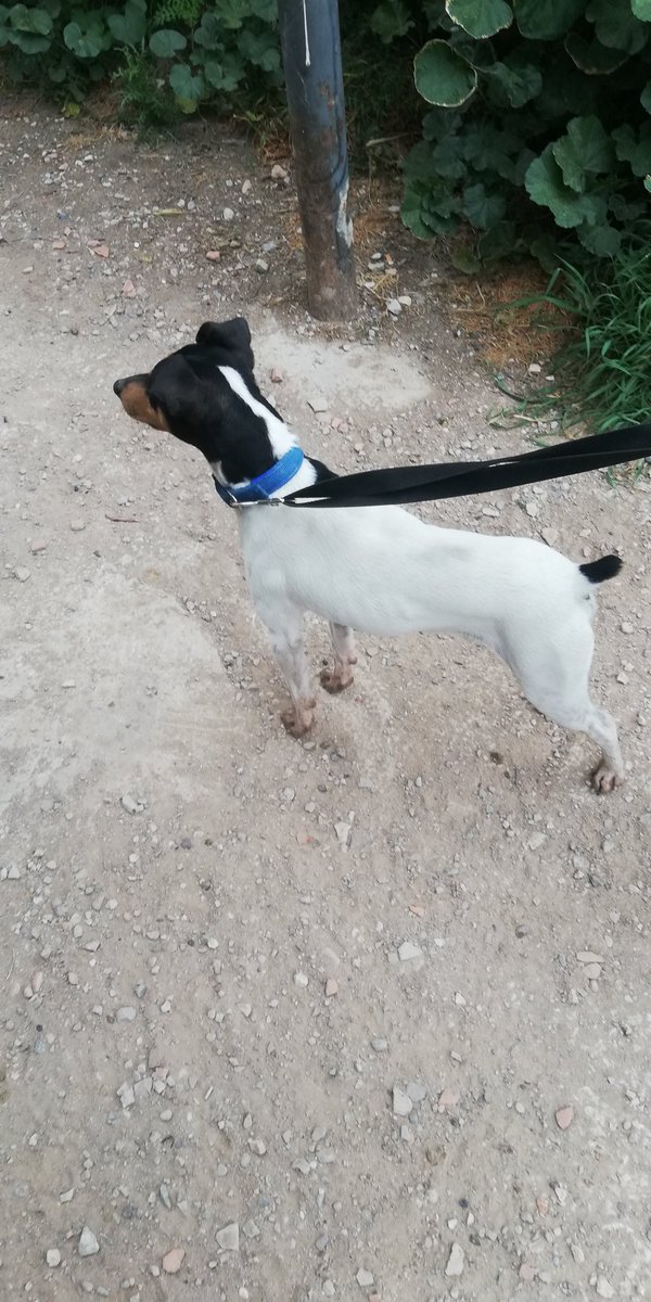 charliebojochn's tweet photo. Gos #bodeguero trobat a #Igualada 

Si algú el busca poseu-vos en contacte amb mi.

S'agraeix difusió. 

#XarxaBarcelonaPerduts 
#XarxaAnimalista 
#OTYoMeQuedoEnCasa 
#CuarentenaCoronavirus 
#COVIDー19 
#RepublicaYa 
#YoMeQuedoEnMiCasa https://t.co/8YBhWFIzNL