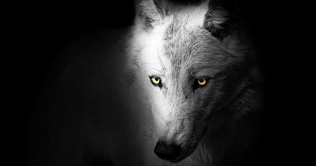 Clear your head, concentrate and go ahead 🐺 

Reach your goals, it may take time, but the end result will be worth the struggle. 

#gymmotivation #goals #gym