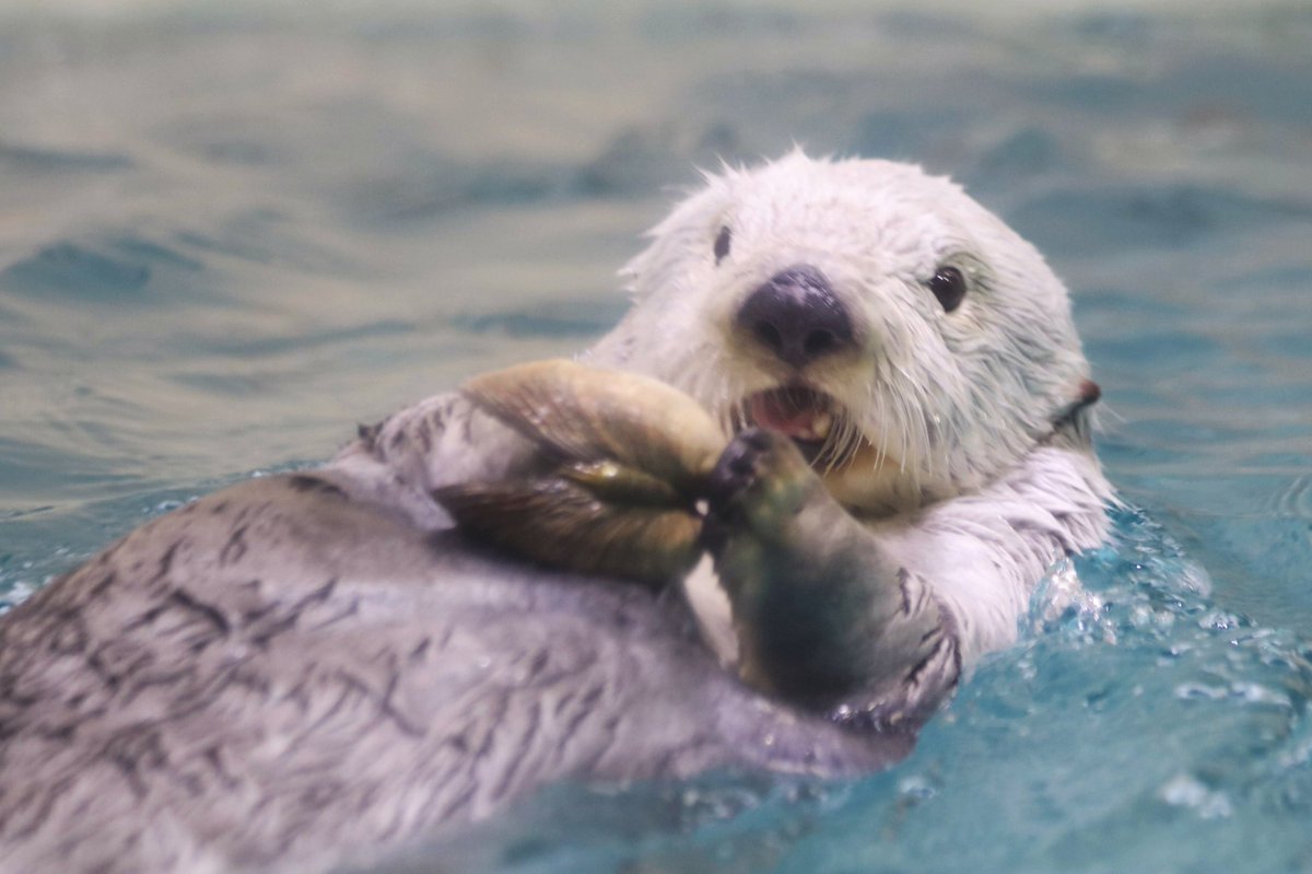 Yostak 貝 メイちゃん ウチムラサキ 鳥羽水族館 ラッコ いちにちいちもふ T Co Ceb5t0bw4z Twitter Yostak 貝 メイちゃん ウチムラサキ 鳥羽水族館 ラッコ いちにちいちもふ T Co Ceb5t0bw4z Twitter
