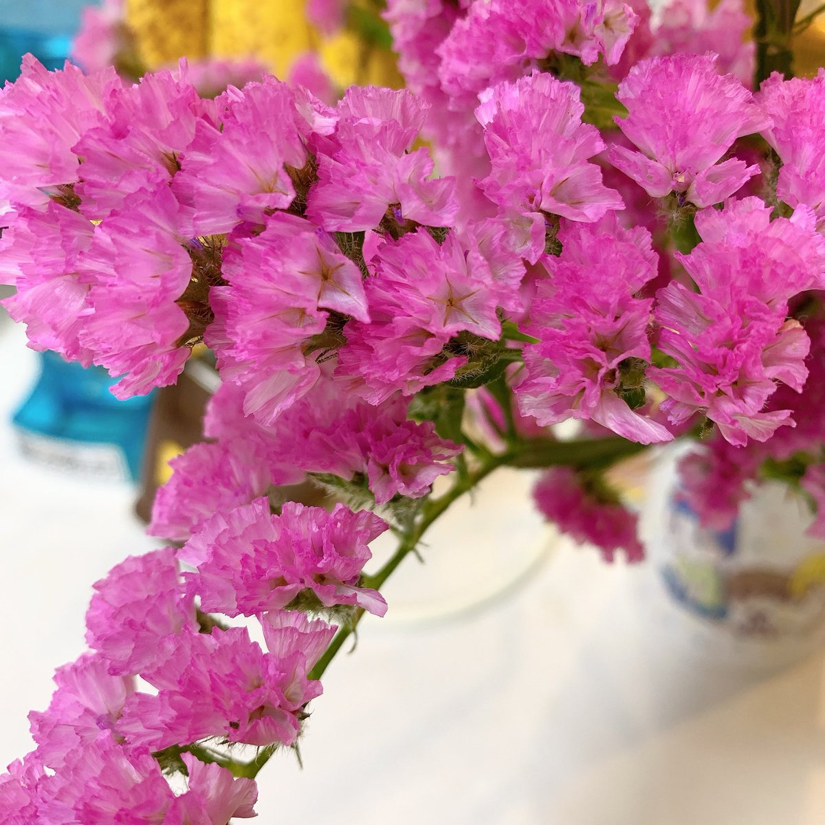 わたすけ No Twitter この花買ってから2週間経ってもぜーんぜんもってて このピンクの部分は花びらじゃなく葉の一種 なのか自然とパリパリの ドライフラワーみたいな感じになってて衰える気配がない T Co Oygcukrszq わたすけ No Twitter この花買ってから2週間経ってもぜーんぜんもってて このピンクの部分は花びらじゃなく葉の一種 なのか自然とパリパリの ドライフラワーみたいな感じになってて衰える気配がない T Co Oygcukrszq