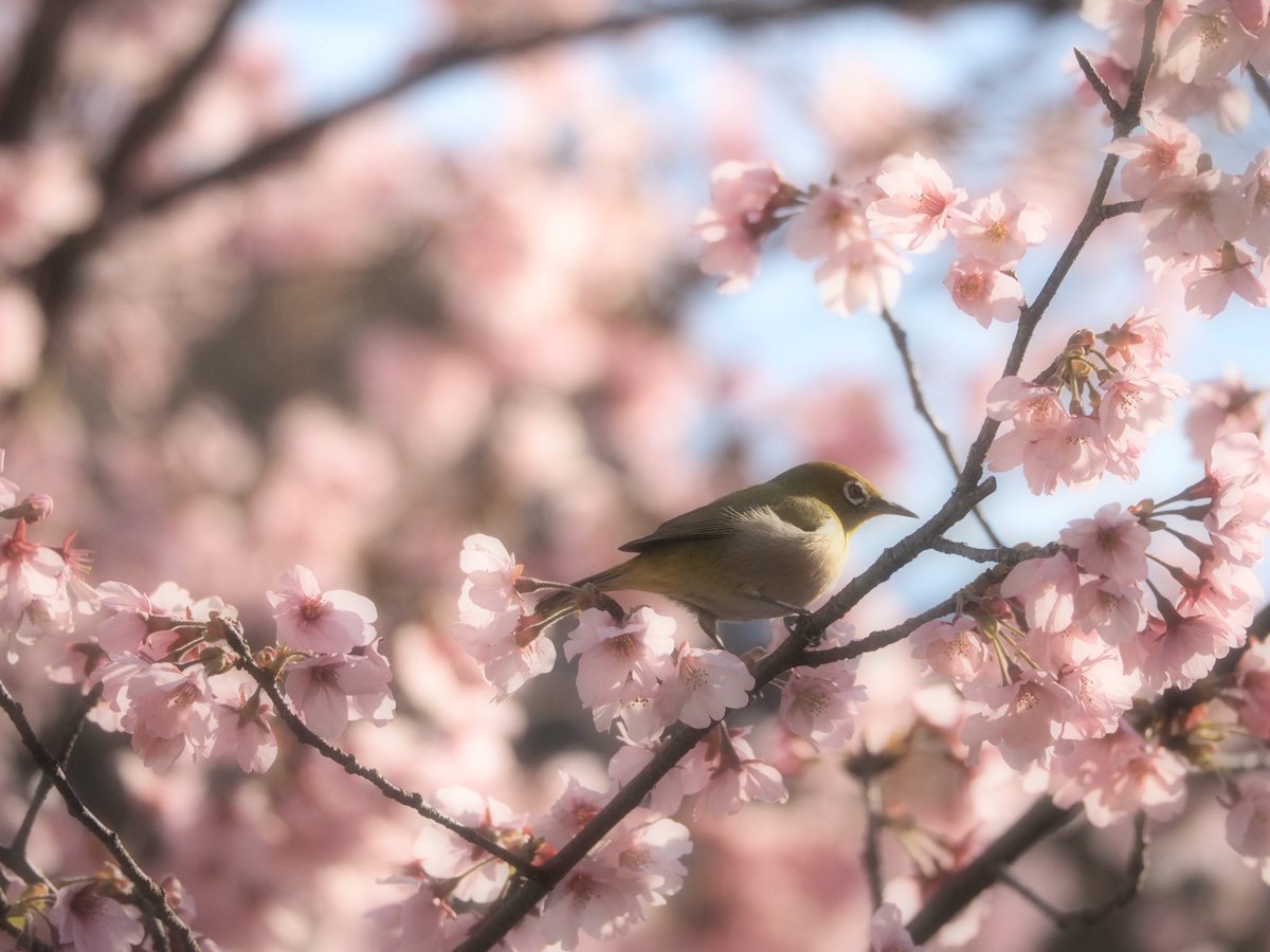 Mikan 春のお裾分け 春 野鳥 メジロ モズ 桜 Bird