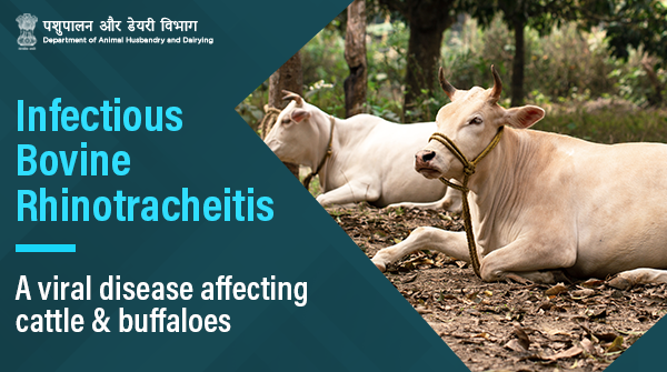 Dept_of_AHD's tweet photo. Infectious Bovine Rhinotracheitis is a highly contagious, infectious respiratory #disease that is caused by Bovine Herpesvirus-1 & can impact both domestic and wild cattle and buffaloes!
#Catttle #AnimalWealth #IBR #AnimalHealth
Read more: https://t.co/KRkLaVnUZO https://t.co/JvMRom776n