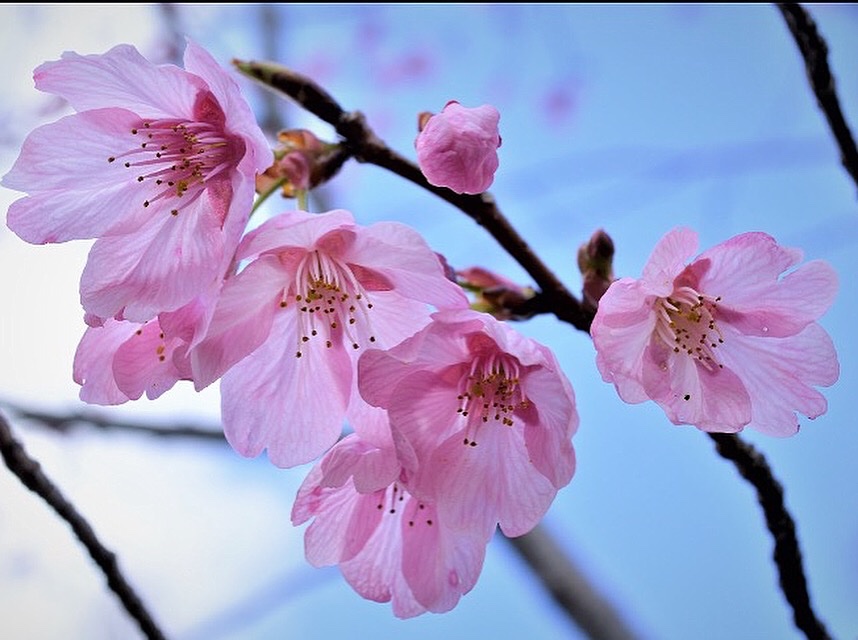 tar_japonica's tweet image. #tokyospring #Japan #япония #весна