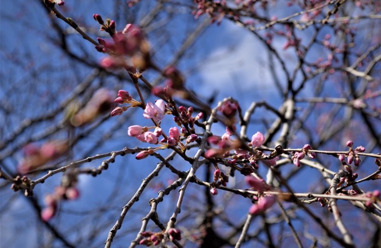 tar_japonica's tweet image. #tokyospring #Japan #япония #весна