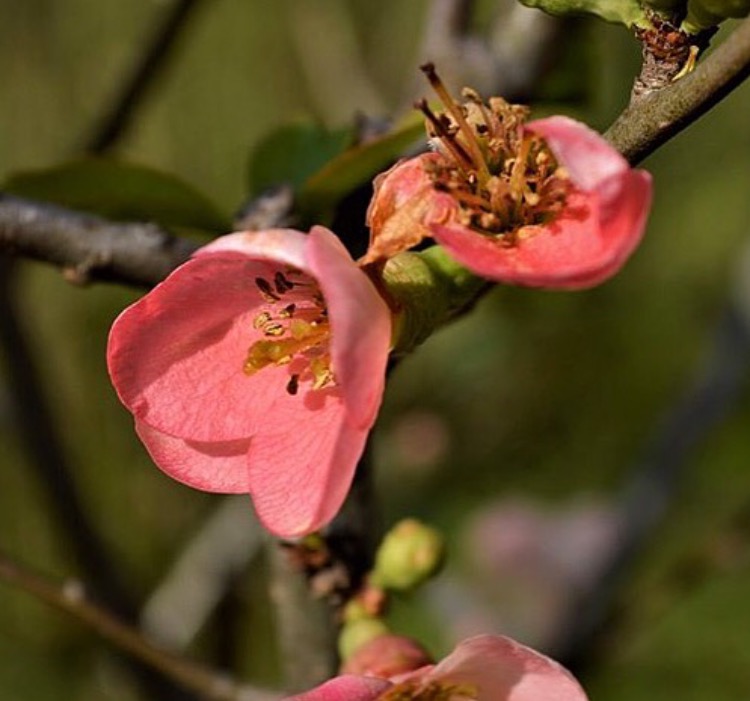 tar_japonica's tweet image. #tokyospring #Japan #япония #весна