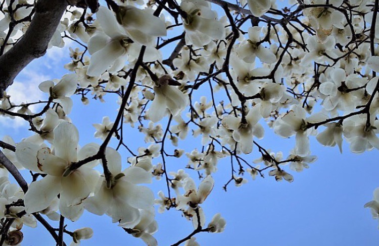 tar_japonica's tweet image. #tokyospring #Japan #япония #весна