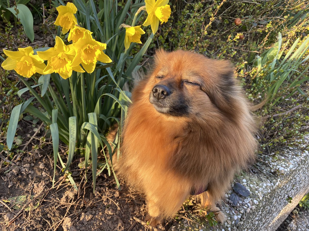 Juuuli015's tweet photo. When you feel spring arriving 🌼 #pomeranian #dog #spring #love #pomeranianlove https://t.co/0Y7Gt2yrsA