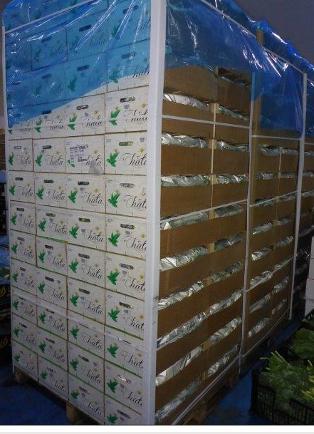 davidsoler_broc's tweet photo. Another fresh arrival of broccoli ready to go out this week https://t.co/w2mtIiyvpS