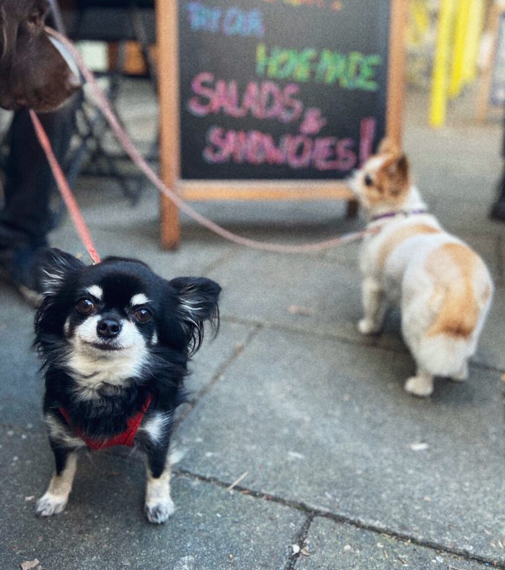 🐶CBDOGGIE OF THE WEEK🐶 Little Lucy is a regular of ours and always brings us so much joy⭐️