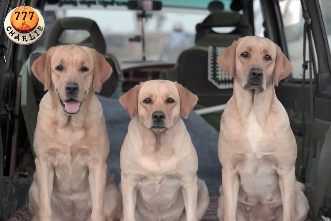 777CharlieMovie's tweet image. We have successfully completed our journey from Gujarat to Punjab. Stay tuned for more updates..

#777charlie #rakshitshetty #kiranraj #paramvahstudios #pushkarfilms