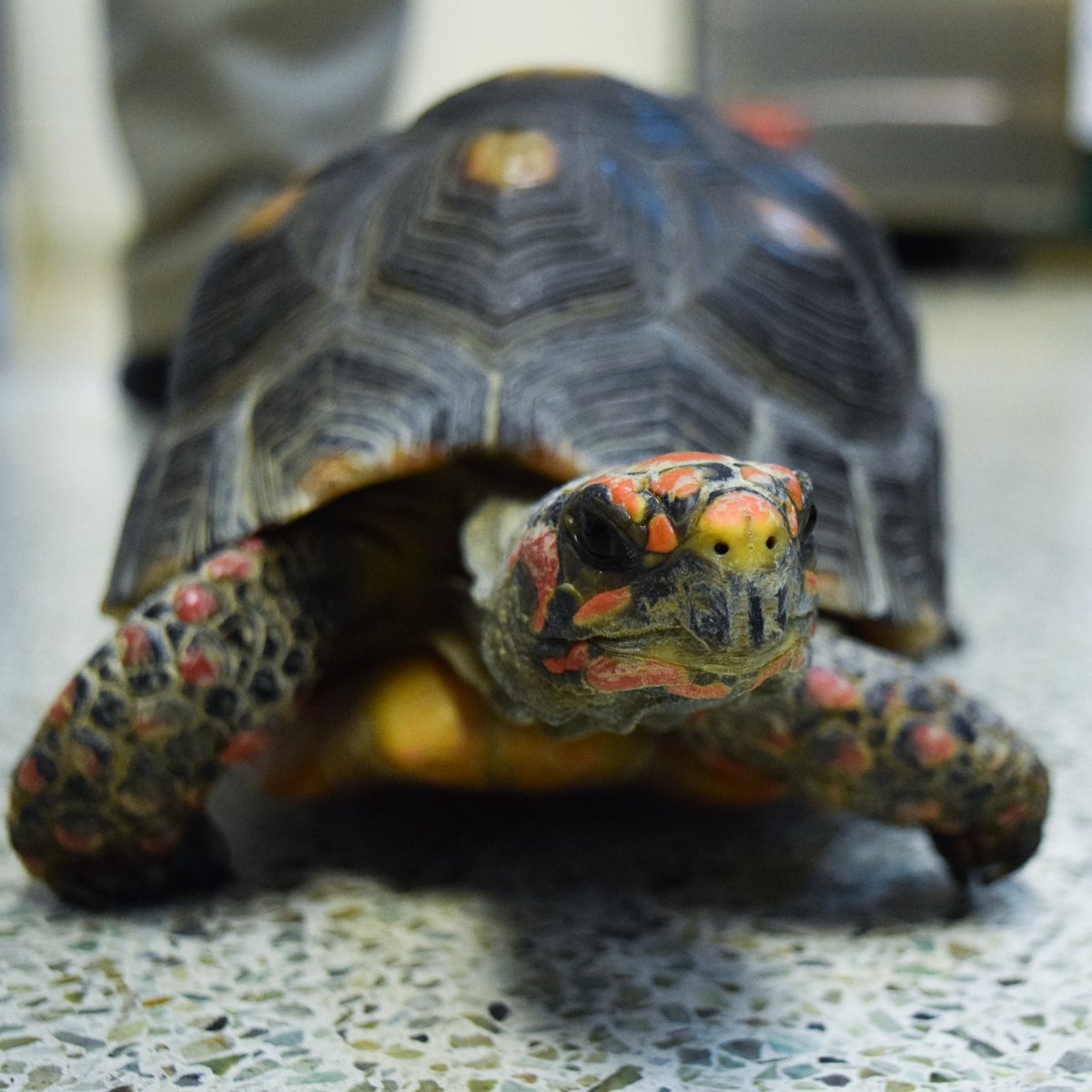 museumofscience's tweet photo. Since we’re closed, you may be wondering what is going on with our 150+ animals in the Live Animal Care Center. Rest assured, they're in good hands! Our staff is here, feeding the fish, prepping meals, &amp; working together as we plan the weeks to come. #teamwork #wereinthistogether https://t.co/A1PRXhZIrd