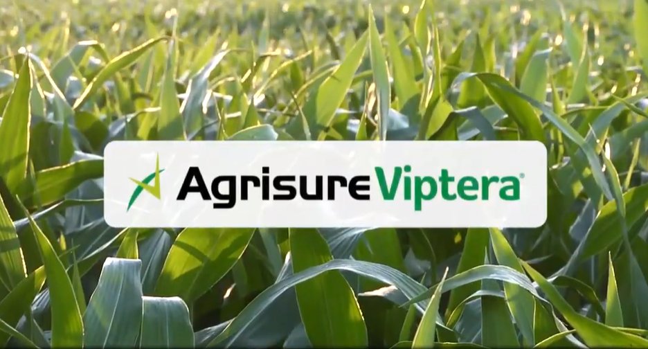 NKSeeds's tweet photo. #Defendyouryields against above-ground pests! Agrisure Viptera® provides the most comprehensive corn insect control, reducing insect feeding damage to ears and protecting the quality of grain. https://t.co/fcQCH7VQdZ

#NKSeeds #theNKway https://t.co/JTCDNji47U