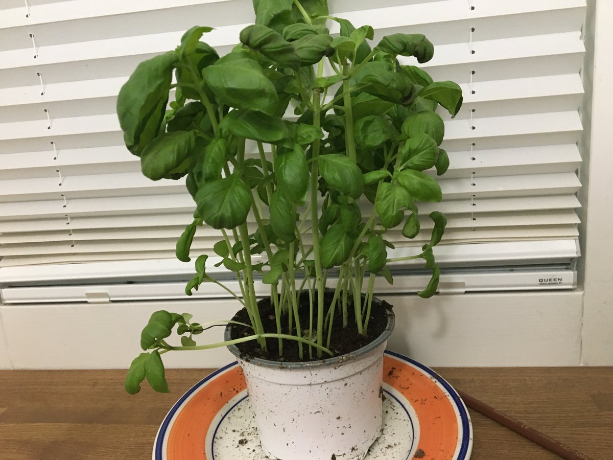 We don't need a lot. Just the basics. We might surprise. Like this basil, which, believe it or not, I managed to get home. I probably shouldn't have bought it, but I wanted something green while awaiting apocalypse. But a couple plastic bags did it./END