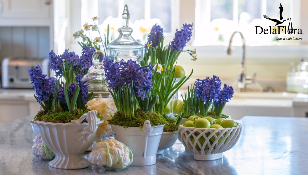 Delaflora1's tweet photo. These are beautiful hyacinths center pieces that will brighten up your kitchen/hall. Give us a call today &amp; we’ll hook you up!
__________________________________________
Tag a floral lover🥰/Spread the word😊
#floralarrangement #flowers🌸 #delaflora #mondaymotivation #hyacinths https://t.co/T4eRfRBUnL