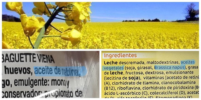 A comienzos de los años 1980 el aceite de colza adulterado provocó la crisis alimentaria más grave registrada en España. 40 años después todavía da miedo. Por eso aparece en los etiquetados como aceite de nabina o de Brassica napus. Es seguro y saludable  #gominolasdepeseta
