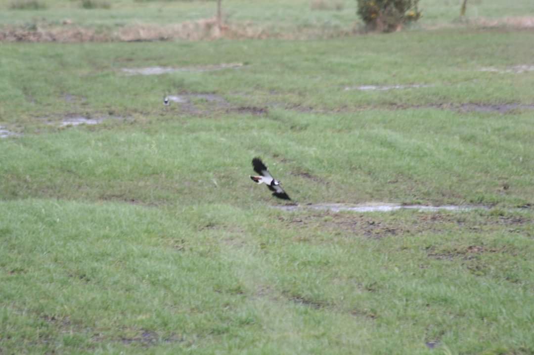 LapwingSurvey's tweet photo. Great to see breeding #Lapwing photos and records already coming in! Here's a pic taken near Kildoon, Co.Kildare this morning. Keep em coming! #CitizenScience #spring #ProjectLapwing https://t.co/rGymLAHOkF