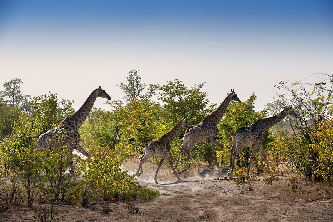 SouthernDest's tweet photo. If you've always wanted to walk with giraffes...⁠
⁠
#ExploreMore: https://t.co/CrmjvCiJ0V 🦒

#linyantiebony #chobe #chobeenclave #waalkwithgiraffes #awalkonthewildside #bushwalks https://t.co/IQ4J64b8uc