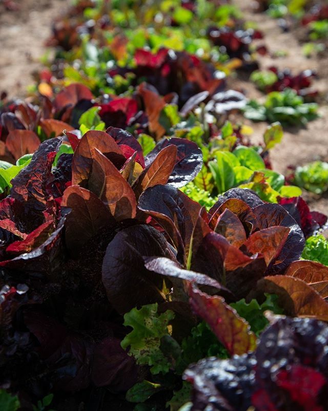 Hello to our amazing community. We'd like to take a minute to address the current situation here on the farm in light of the current situation. 
As of right now we are continuing our current planned production and harvesting. We are committed to continue… ift.tt/33ni3Xa