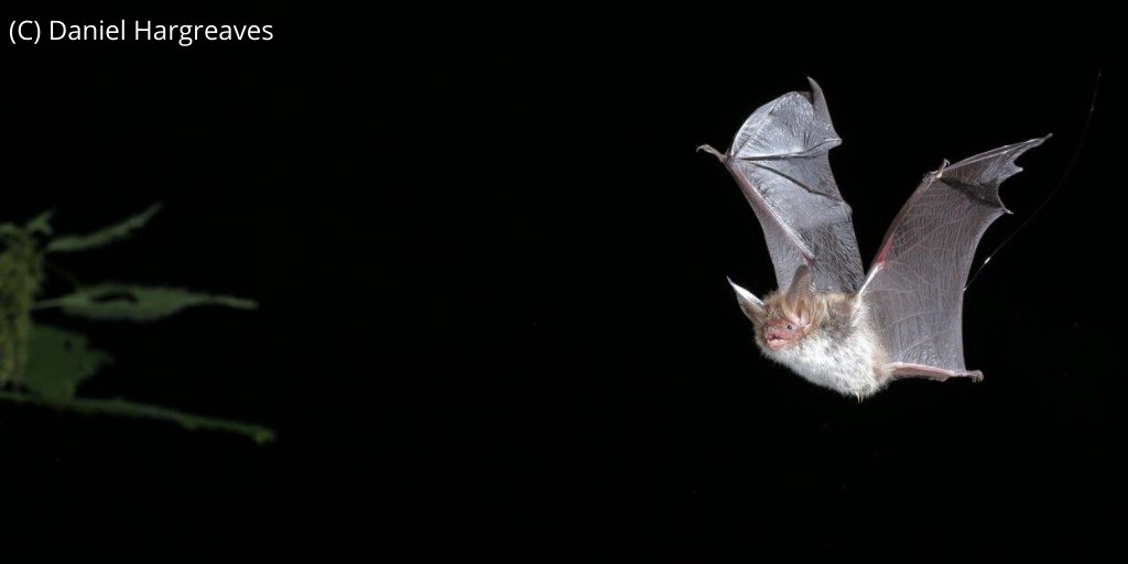 Mammal_Society's tweet photo. #MammalMonday #BechsteinsBat #ID
Can't ID conclusively acoustically. Historically thought very rare but more recent studies & modern survey tech have increased knowledge.
🦇Medium size, 7-14g
🦇Large ears, longer than muzzle, spear-shaped tragus
🦇Under fur pale & darker on top https://t.co/2JQUt4kav7