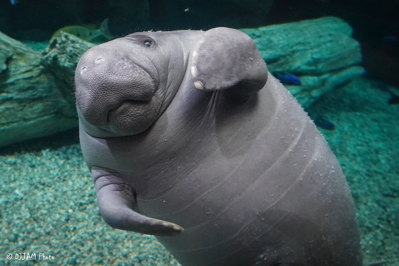 👋 Happy Monday from Pippen the rescued manatee! We are 1 of 2 U.S. Zoos outside of FL that participate in the Manatee Rescue & Rehab Partnership. Pippen will be released back to FL waters as soon as he's big and strong enough! #MondayMood #MondayMotivation #ManateeMonday