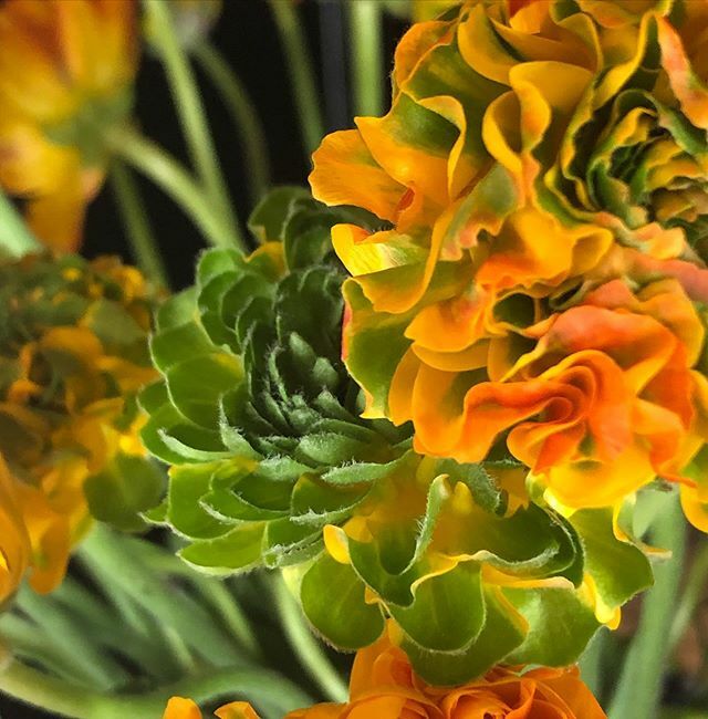 GraysFlorist's tweet photo. As all small businesses are doing right now, we are trying to make sense of how the next little while will look for us, here at Gray’s Florist. 
Of course, we firmly believe that flowers are a simple way to brighten someone’s day and we want to make it a little for you to do… https://t.co/hv3ObN8y8p