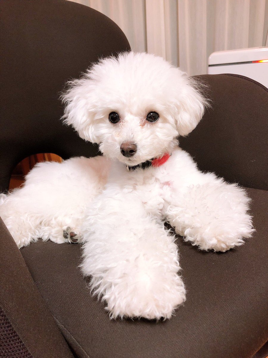 座敷犬 Twitter Search Twitter