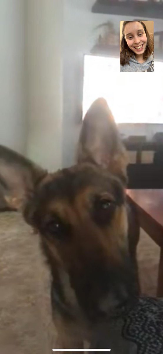SaraCebe's tweet photo. Mi hermana hace videollamadas con mi perra antes que conmigo🙂 ⁦@celiacbllan⁩ https://t.co/pdiCztddrz