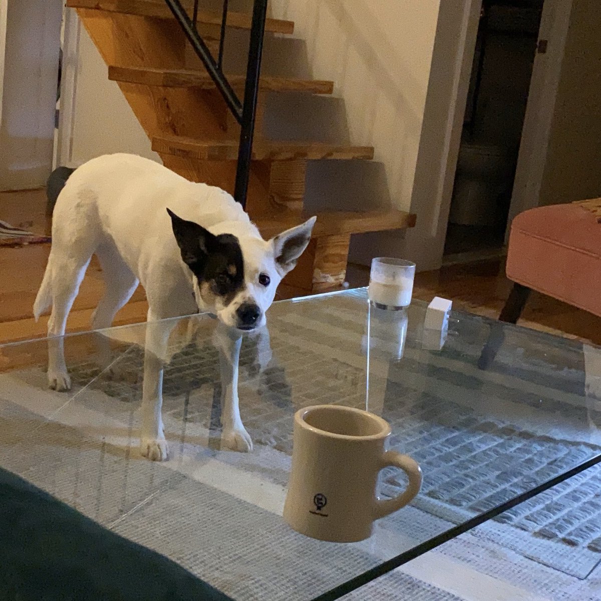 megknoll's tweet photo. @barkbox You are home. Why are we not playing? https://t.co/9onAflTAvX