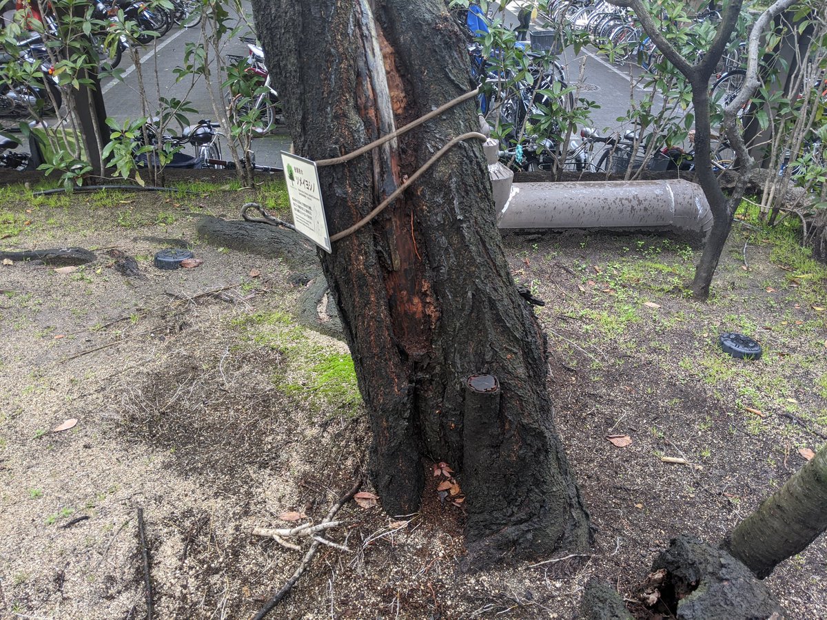 樹木医カントー 田舎に移住しました على تويتر 被爆桜の現状 被爆してなお復活した被爆桜 ですが 流石にサルノコシカケなどが発生し だいぶ弱っている状態でした しかし 被爆桜として接ぎ木苗が生産され 各地に植えられているとのこと 風化させないためにも 樹木医カントー 田舎に移住しました على تويتر 被爆桜の現状 被爆してなお復活した被爆桜 ですが 流石にサルノコシカケなどが発生し だいぶ弱っている状態でした しかし 被爆桜として接ぎ木苗が生産され 各地に植えられているとのこと 風化させないためにも