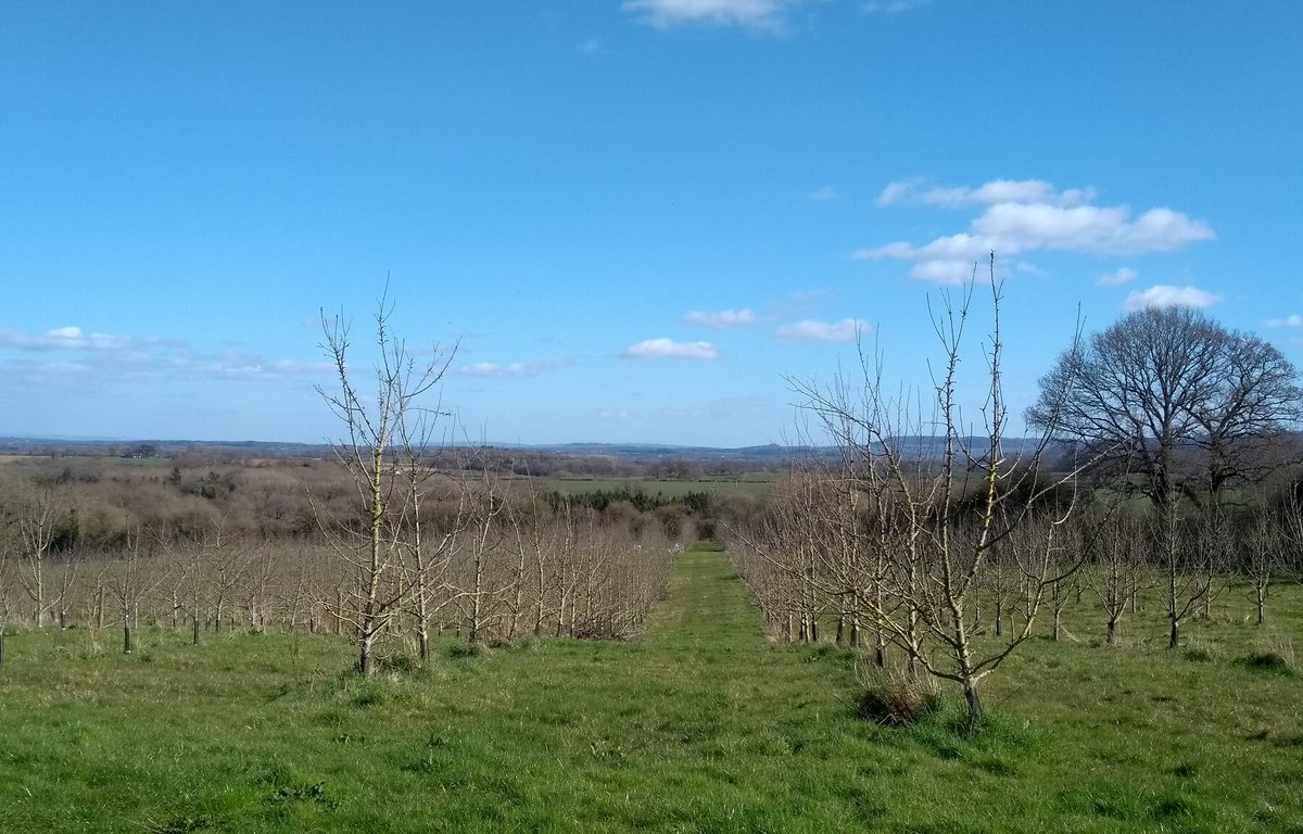 Trees coming into leaf, blue sky over the orchard, birds singing in the hedgerows.
Let's take pleasure in the little things in life right now.