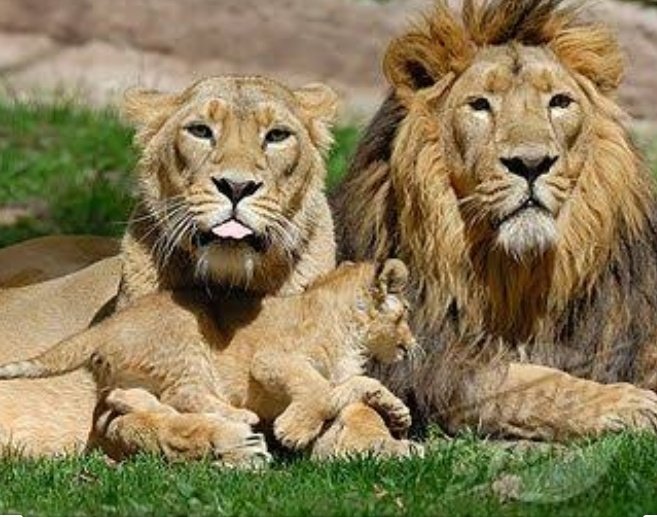 DHONI AS LION .........THREAD