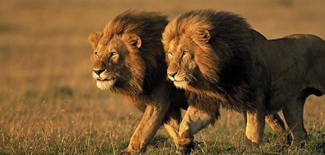 DHONI AS LION .........THREAD