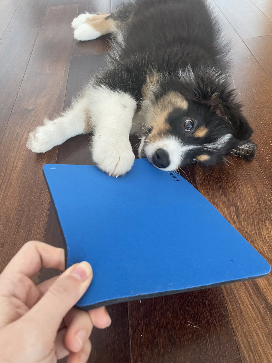 When you and your coworker both need the mouse pad for very different objectives #workingfromhome #teethingproblems #puppiesoftwitter #ECRchat