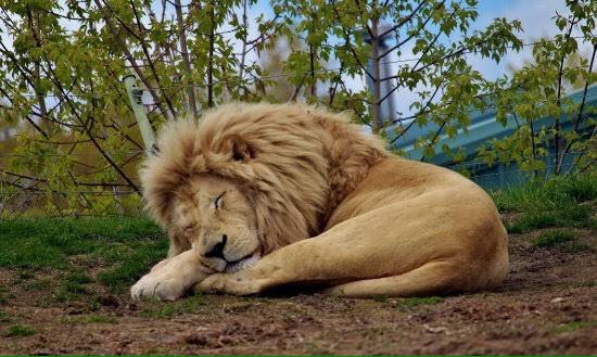 DHONI AS LION .........THREAD