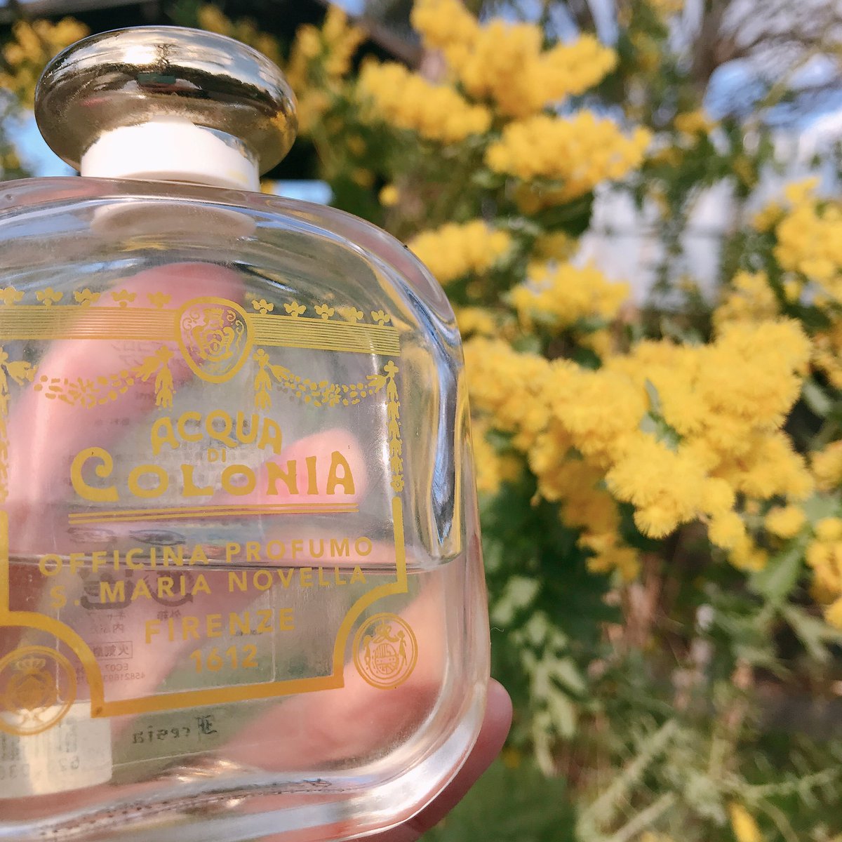 サンタマリアノヴェッラ☆ミモザ☆100ml☆ | gulatilaw.com