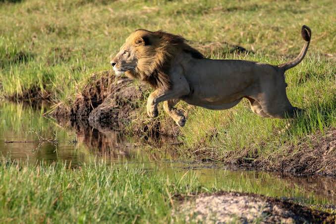 DHONI AS LION .........THREAD